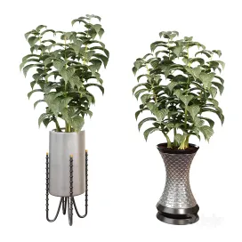 Indoor plants in a pot